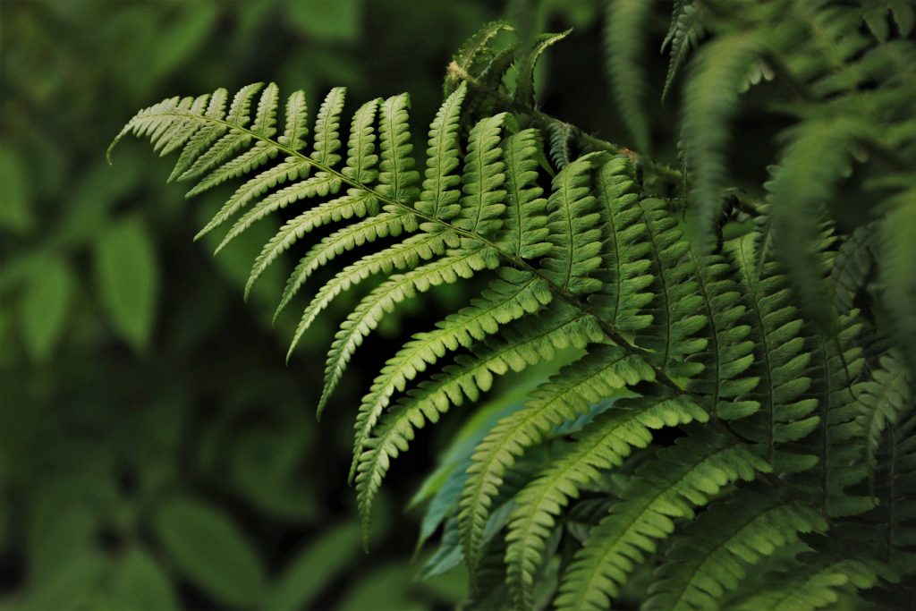 fougere foret tropicale apporte détente et lacher prise